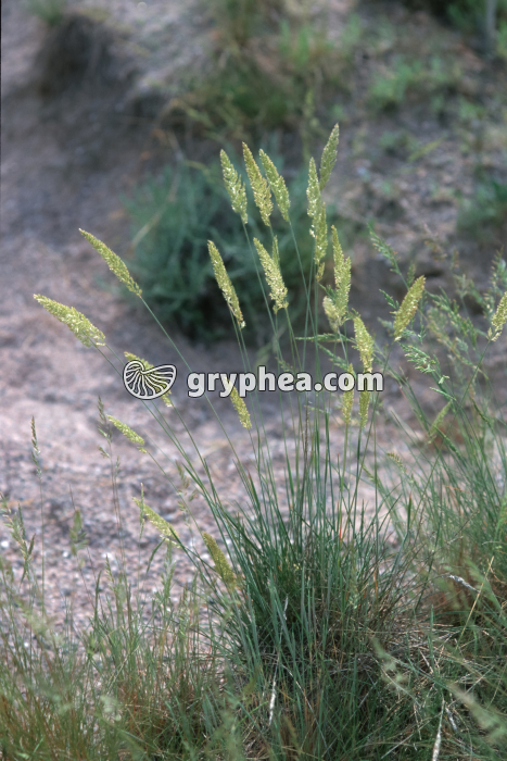 Graminée - tiges, feuilles et épis floraux - gryphea.com